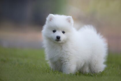 White Dog